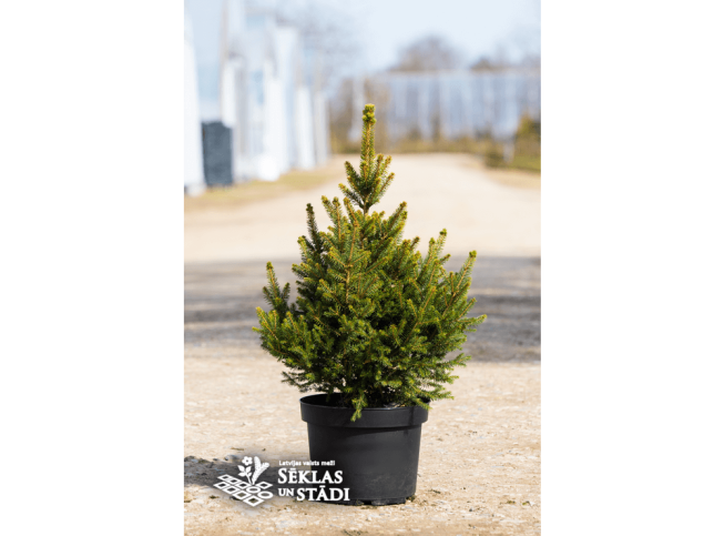 Picea abies   'Will's Zwerg'